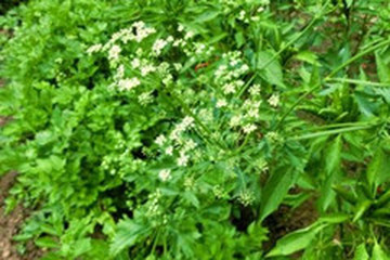 旱芹茶的功效与作用禁忌