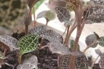 虎头蕉茶的功效与作用禁忌
