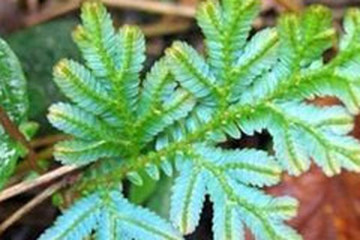 翠羽草茶的功效与作用禁忌