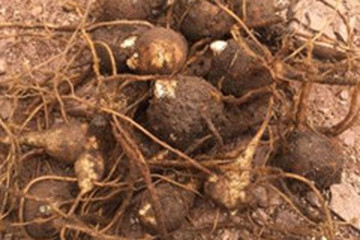 川乌头的功效与作用 图片 禁忌 乡间郎中