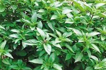金不换茶的功效与作用禁忌