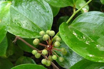 金刚藤茶的功效与作用禁忌