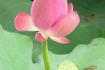 莲衣的功效与作用 图片 禁忌 用法用量 乡间郎中