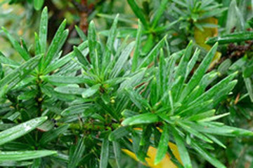 罗汉松叶茶的功效与作用禁忌