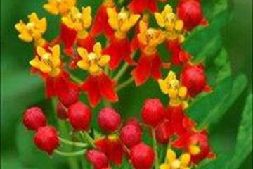 莲生桂子草根
