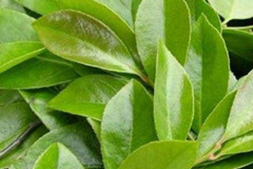 南烛叶茶的功效与作用禁忌
