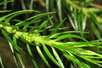 中药材 清热药 青丝龙qingsilong 别名:阴痧草,晒不死,阳痧草,地松杉