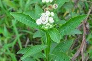 四方藤茶的功效与作用禁忌