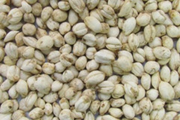 太白贝母茶的功效与作用禁忌