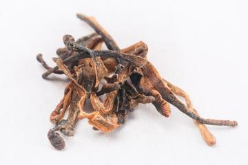 地龙茶的功效与作用禁忌