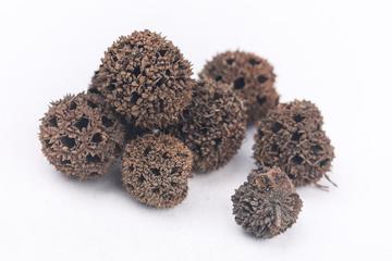 路路通茶的功效与作用禁忌