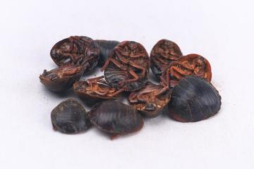 土鳖虫