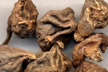 山慈菇的功效与作用 图片 禁忌 用法用量 乡间郎中