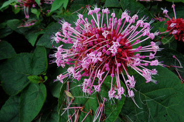 臭牡丹茶的功效与作用-臭牡丹泡水喝的功效-泡脚的功效-禁忌-用量