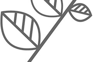 白菜茶的功效与作用禁忌