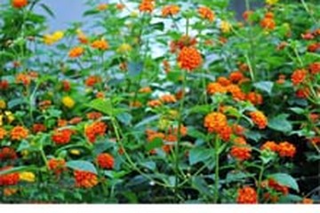 狗屎花茶的功效与作用禁忌