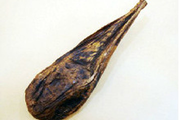 熊胆茶的功效与作用禁忌