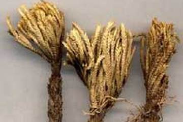 还魂草茶的功效与作用禁忌