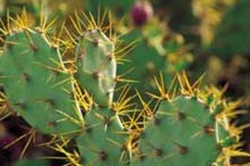 仙人掌茶的功效与作用禁忌